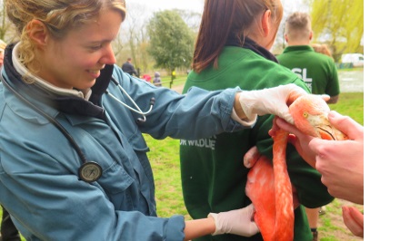 Life after Catz: Working at London Zoo | St Catharine's College, Cambridge