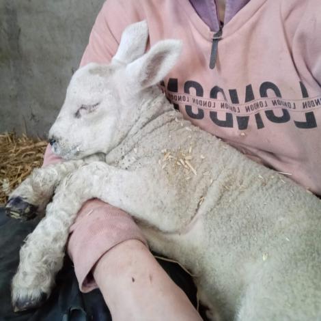 Lamb in Lois Logan's lap