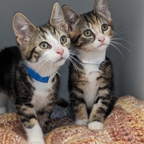 Two kittens with woollen mat