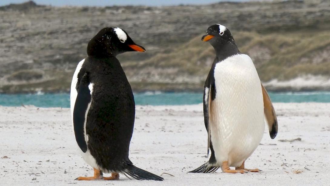 Two gentoo penguins on the Falkland Islands