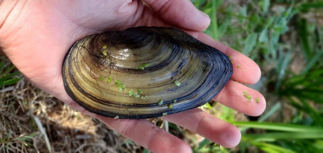 A hand holding a freshwater mussel